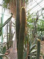 Cactus cierge, Neobuxbaumia polylopha (DC) Backeb. (fam Cactacees) (Mexique) (1) (Photo F. Mrugala)